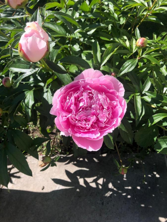 卡加利 Hamptons Rose Garden Family!酒店 外观 照片