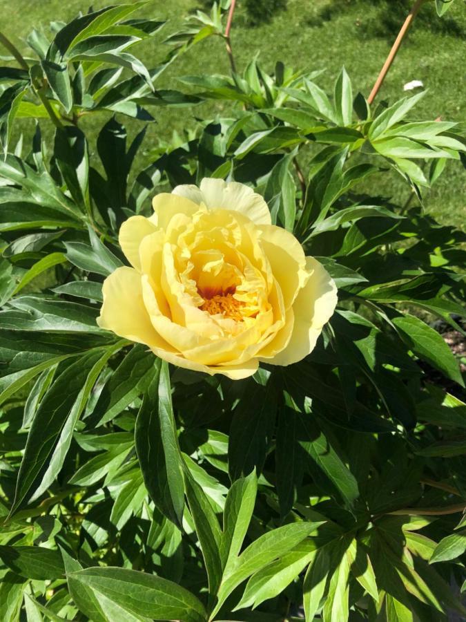 卡加利 Hamptons Rose Garden Family!酒店 外观 照片