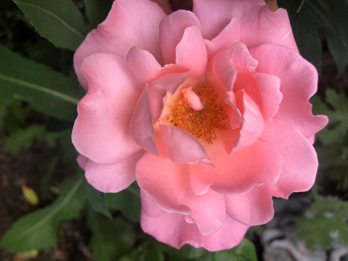 卡加利 Hamptons Rose Garden Family!酒店 外观 照片